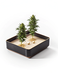 Buy More & Possess More