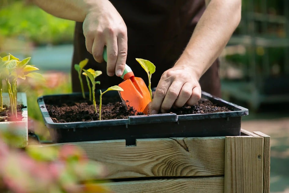 How Many Cannabis Plants Can Medical Patients Grow in Missouri? (2026)