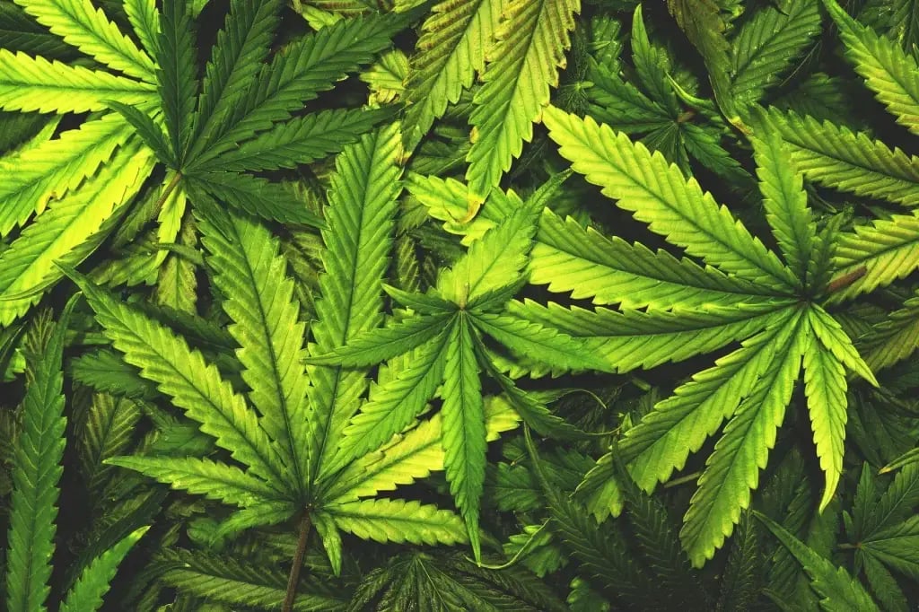 medical marijuana plant leaves
