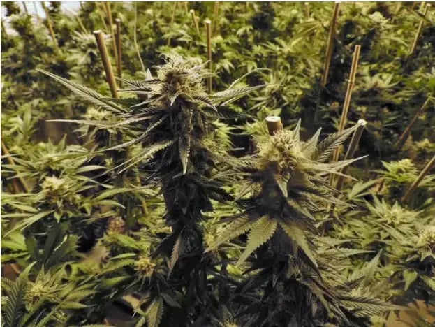 How to Renew Your Medical Marijuana Card in Oklahoma