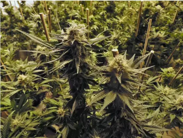 How to Easily Renew Your MMJ Card in Oklahoma
